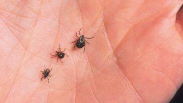 What Happens If You Get Bitten By Ticks? (1 MILLION Of Them)
