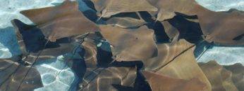 Can Stingrays Kill You (If You Fell In A Pool Of Them)?