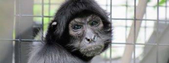 Top 15 Freed Animals Going Outside For The FIRST Time!