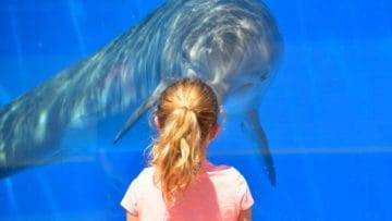 Top 20 Most Intelligent Animals In The World!