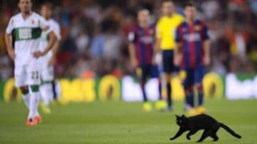 When Animals Interfere In Videos Compilation!