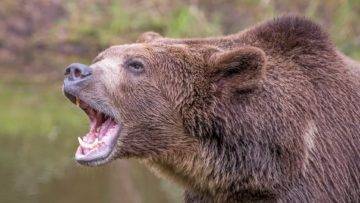 How to Survive a Bear Attack!
