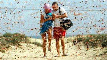 What If a Massive Locust Swarm Attacked Your City?