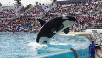 Top 10 Things Seaworld DOESN’T Want You To Know!