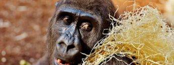 Really Smart Animals Doing Even Funnier Things!