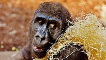 Really Smart Animals Doing Even Funnier Things!