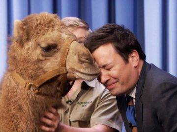 Top 10 Funniest Animal Moments On Talk Shows!