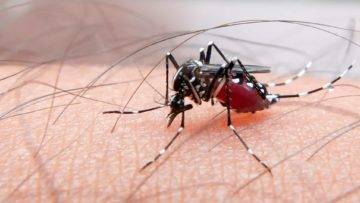What Happens To Your Blood Inside A Mosquito?