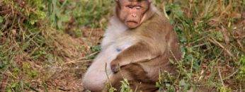What These 15 Animals Look Like BEFORE Giving Birth!