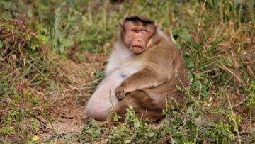 What These 15 Animals Look Like BEFORE Giving Birth!