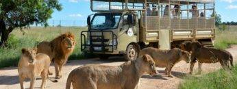 Top 10 Times Lions Reminded Safari Tourists To Stay INSIDE Their Cars!