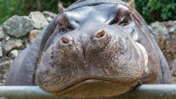 How To Survive A Hippo Attack!