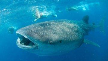 How To Survive Getting Swallowed By A Whale?