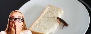 Cockroaches And Bed Bugs. Top 15 Nasty Critters That Live In Your Home!