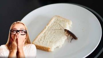 Cockroaches And Bed Bugs. Top 15 Nasty Critters That Live In Your Home!