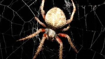 What If You Got TRAPPED In A Giant Spider Web?